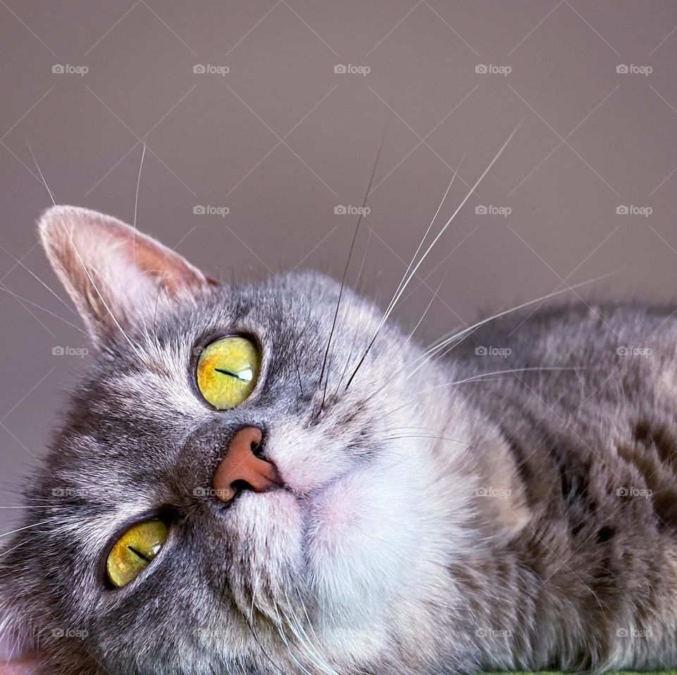 Grey tabby lying down looking up