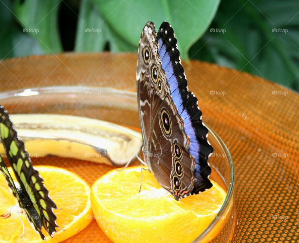 beautiful blue Morpho Butterfly
