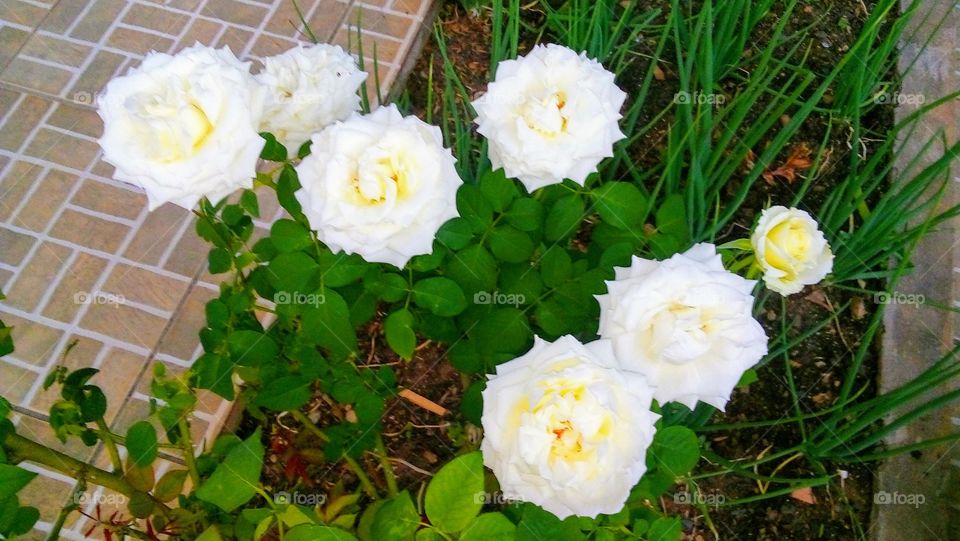 White Rose - Effect