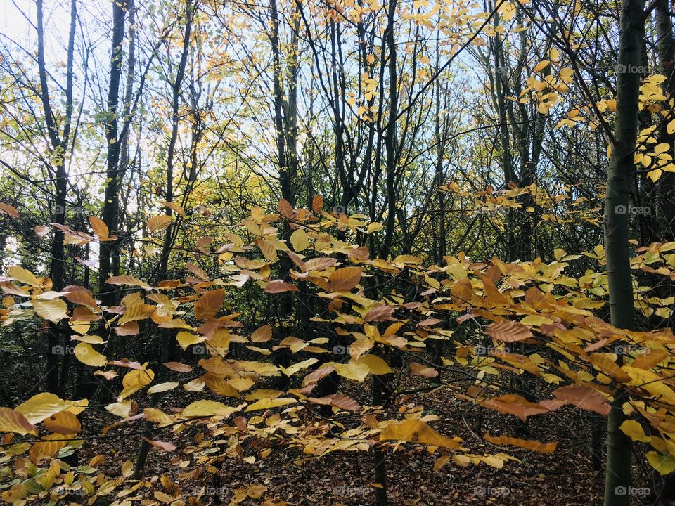 Pretty golden leaves on a pretty golden walk. Walking through a small wood in the English Countryside, this formation of leaves caught my eye and I thought I’d share.