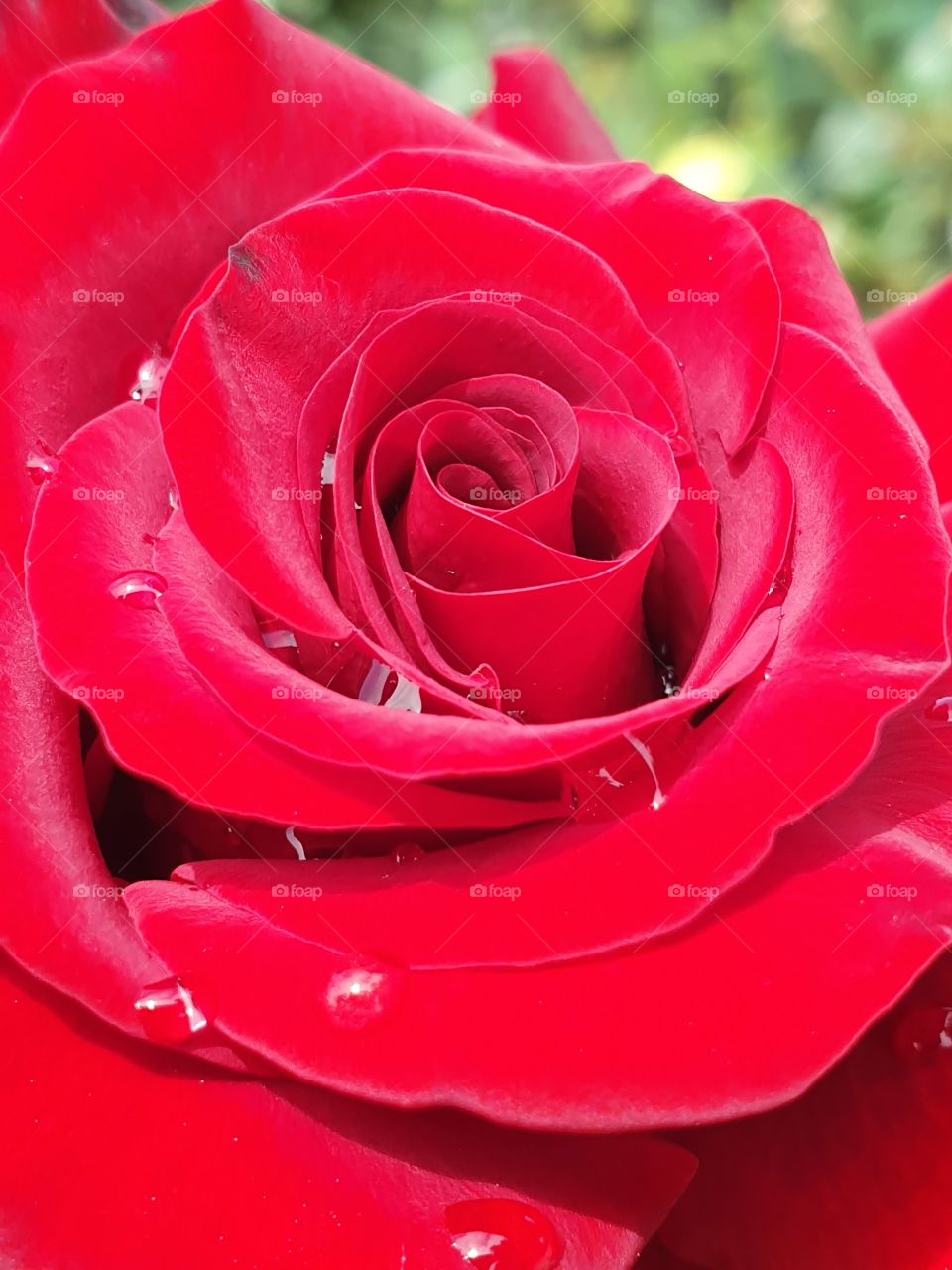 red rose closeup after the rain