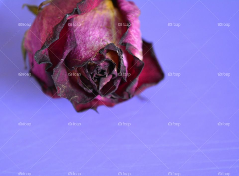 Flower, Rose, Nature, No Person, Color