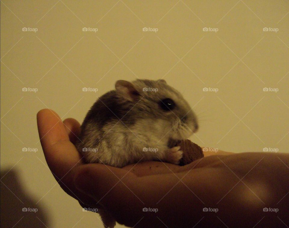 Epsilon, my little friend, eating a treat in my hand 💜
