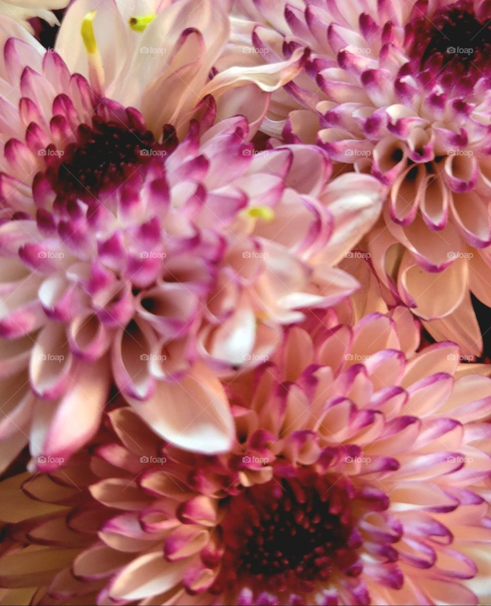 Flowers with a hint of purple