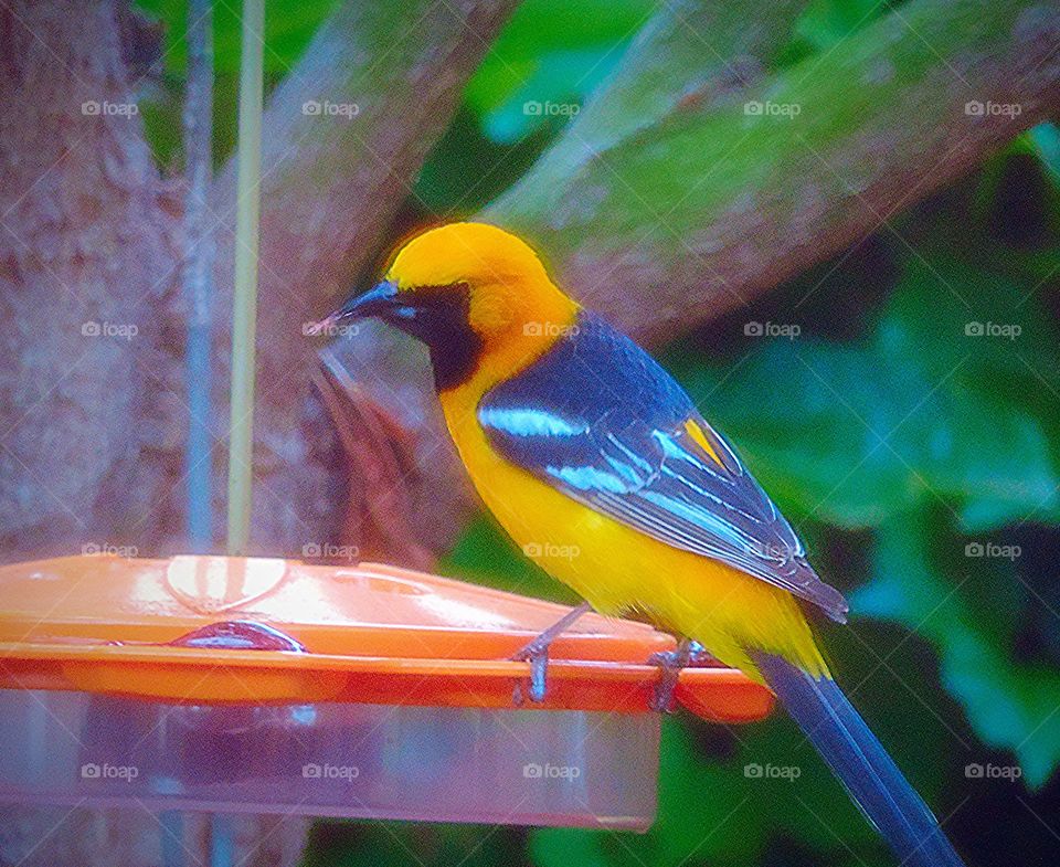 Baltimore Oriole