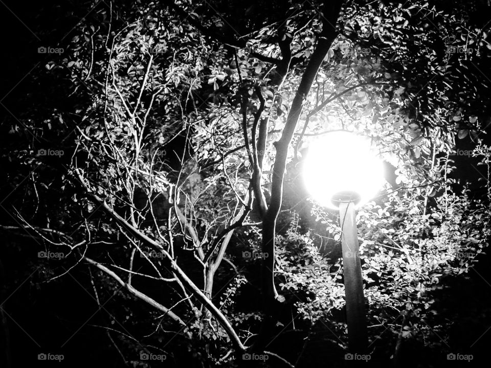 Illuminate Black. black and white picture of a light glowing in a tree.