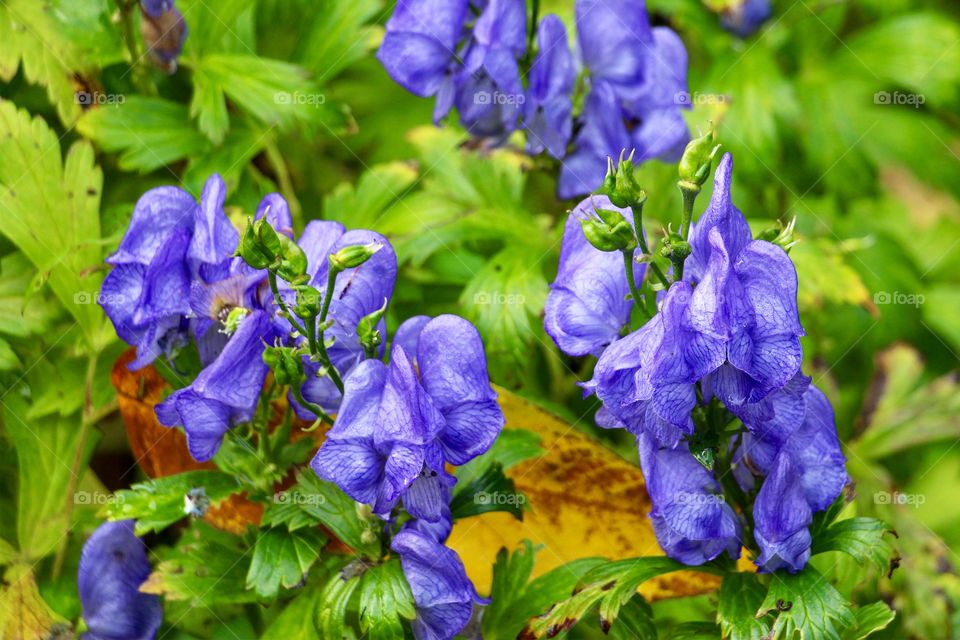Macro of vibrant purple flower Monkshood