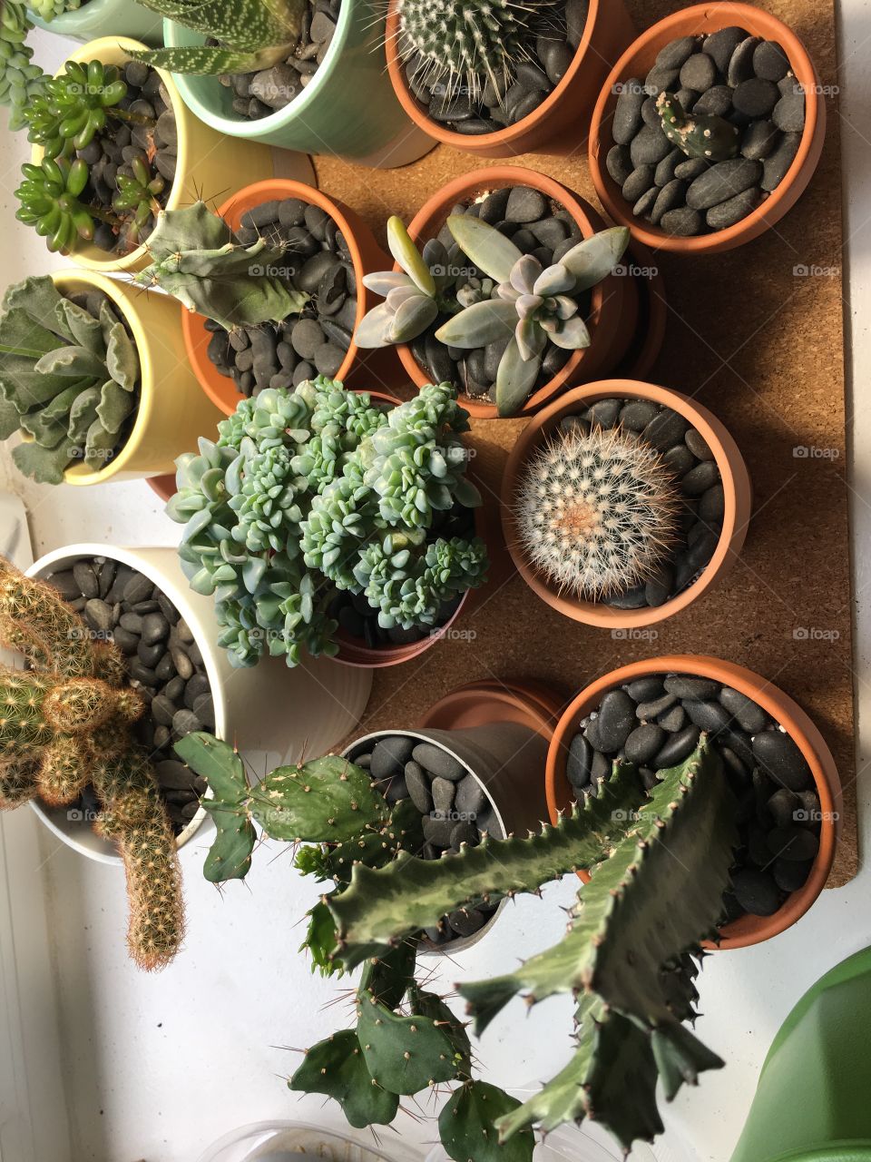 Cactus and succulent collection 