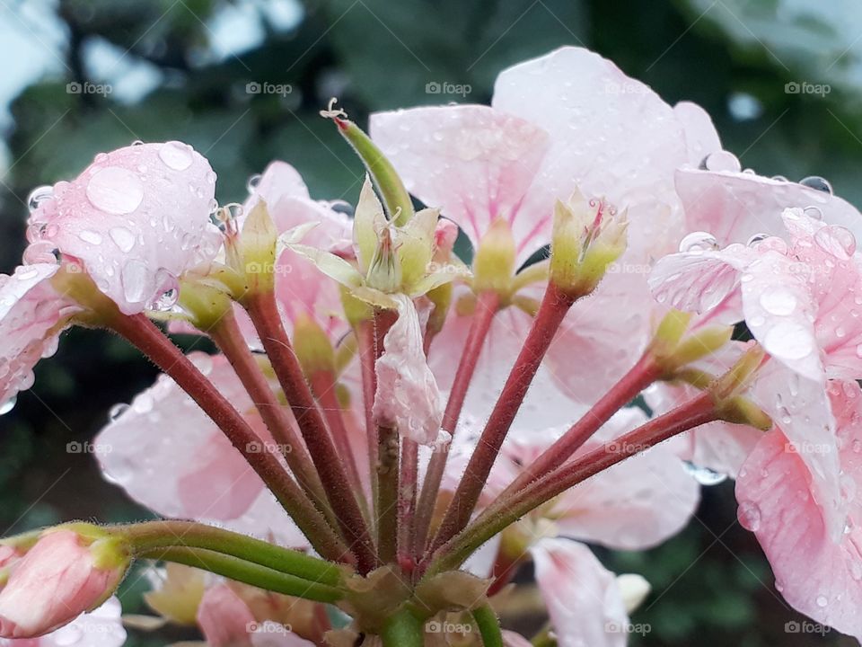 Lovely geranium buds and flowers in the rain