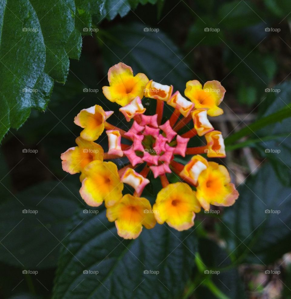 Flowering bush 