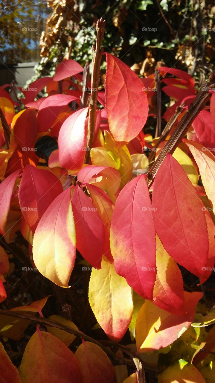 Leaf, No Person, Fall, Nature, Outdoors