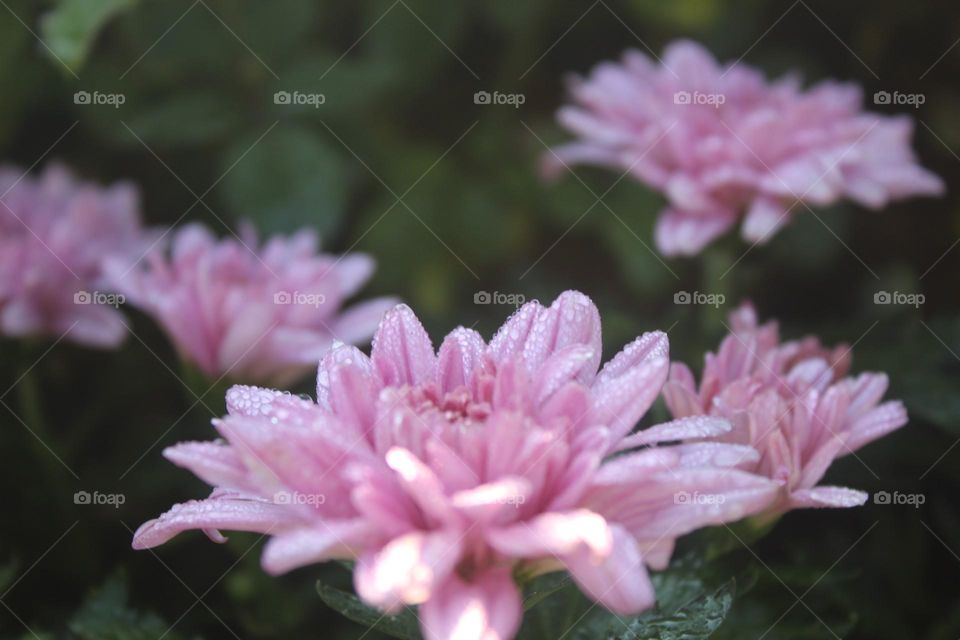 pink flowers are bloom