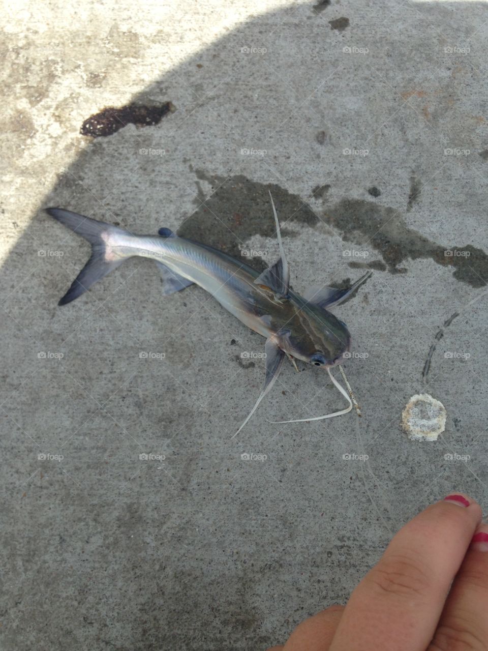 Gaftopsail catfish
