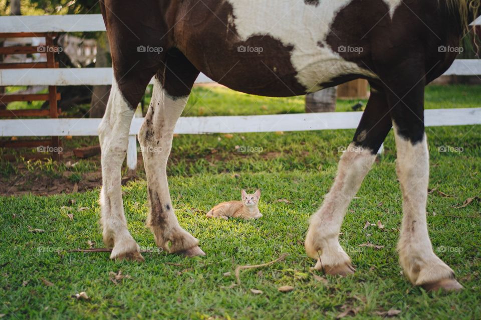 kitten looking at a horse