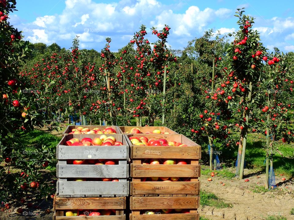 Harvest time