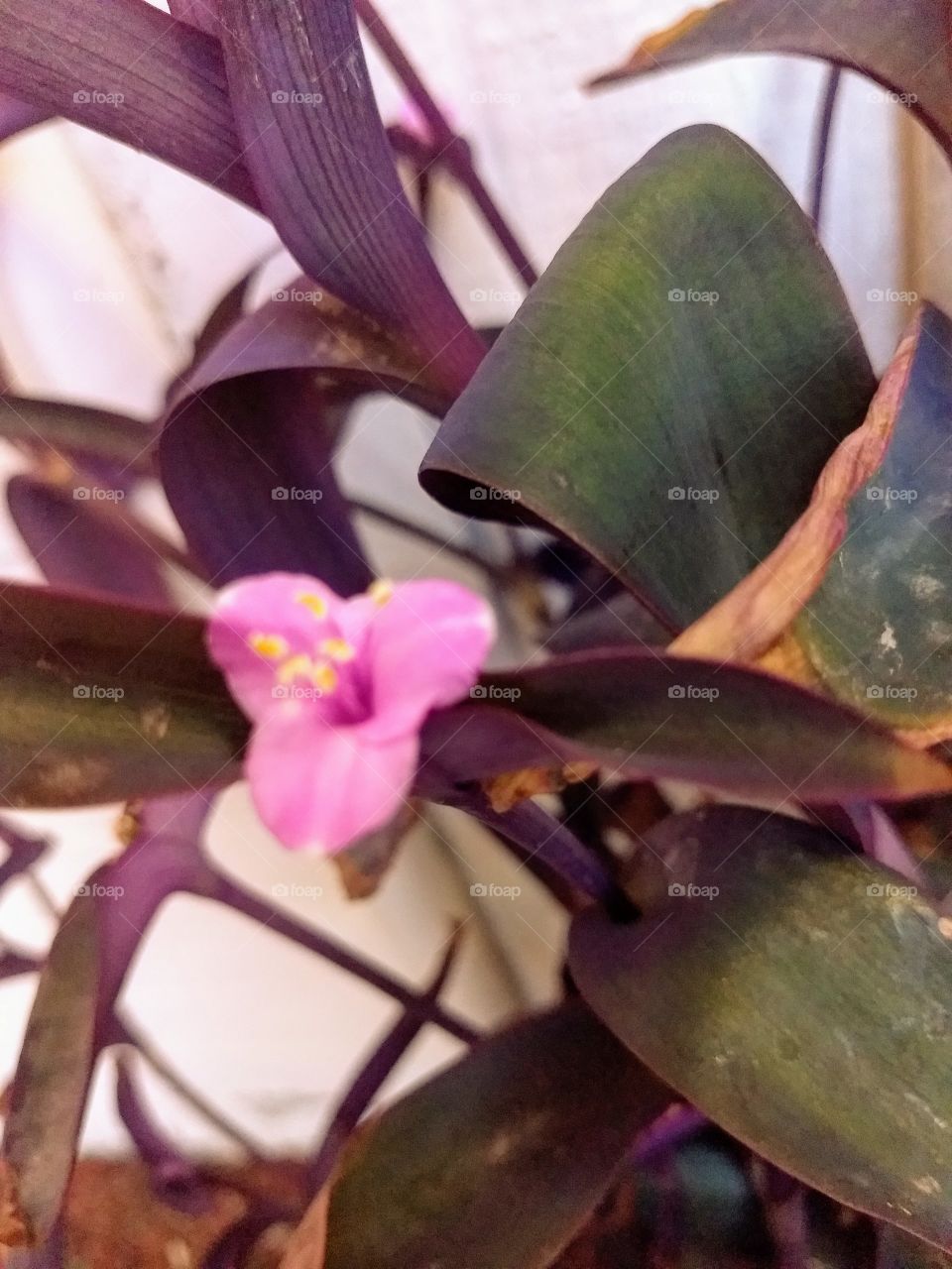 Pink flower on variety of Wandering Jew