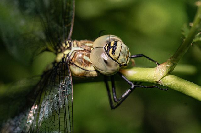 A dragonfly on a green leaf closeup 