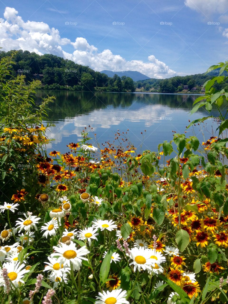 Flowers blooming near by lake