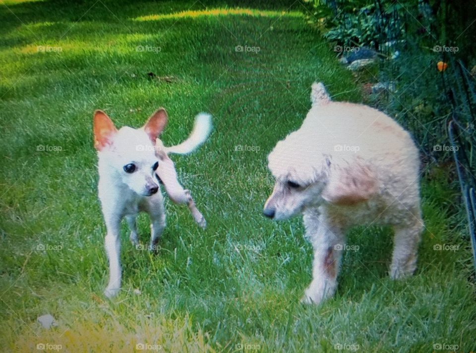 Two dog buddies walking in grass in the backyard together. They're even looking at each other as they stroll... chiuawaha & poodle.