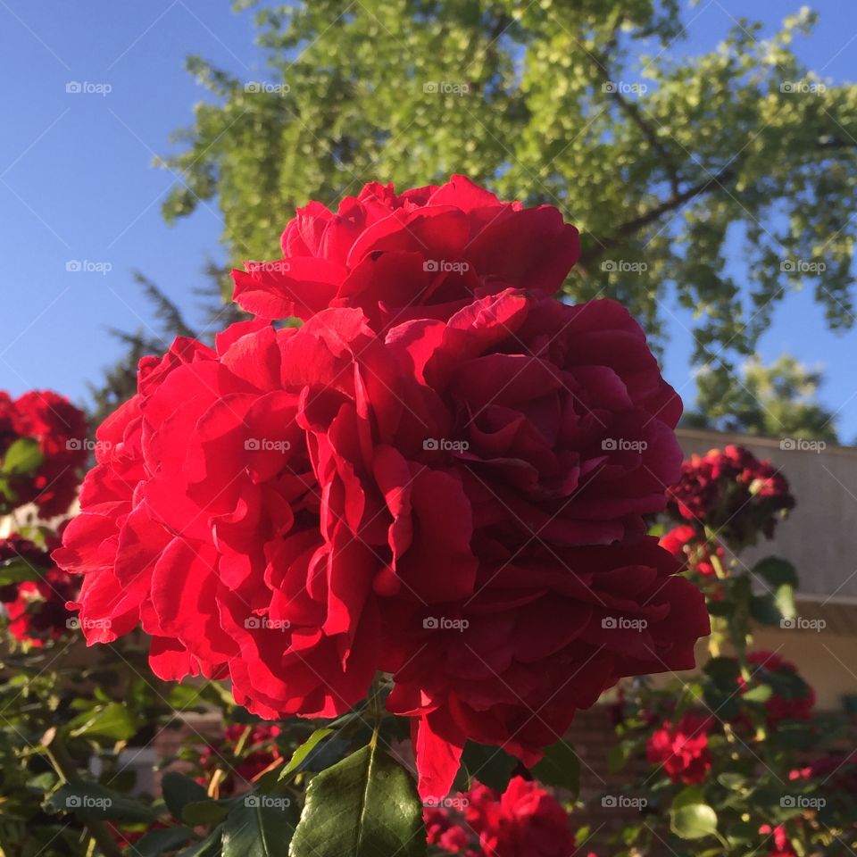 Red Rose blossom
