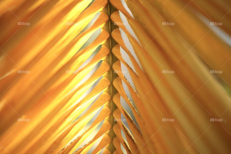 Yellow palm leaf