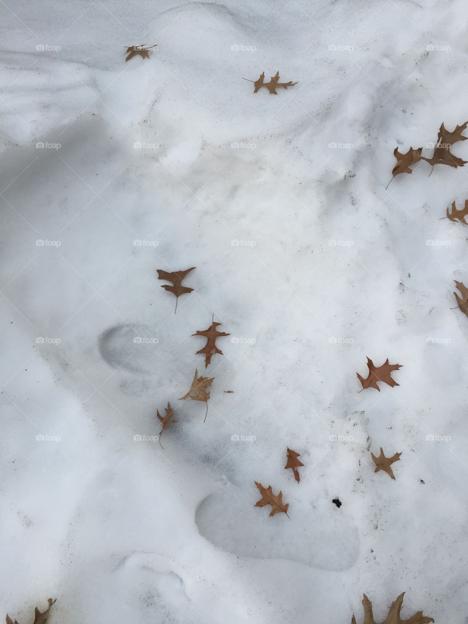 leaves on the snow