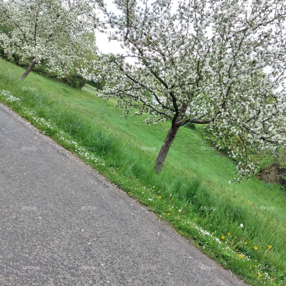 tree 🌳 on a summer day ☀ (9)