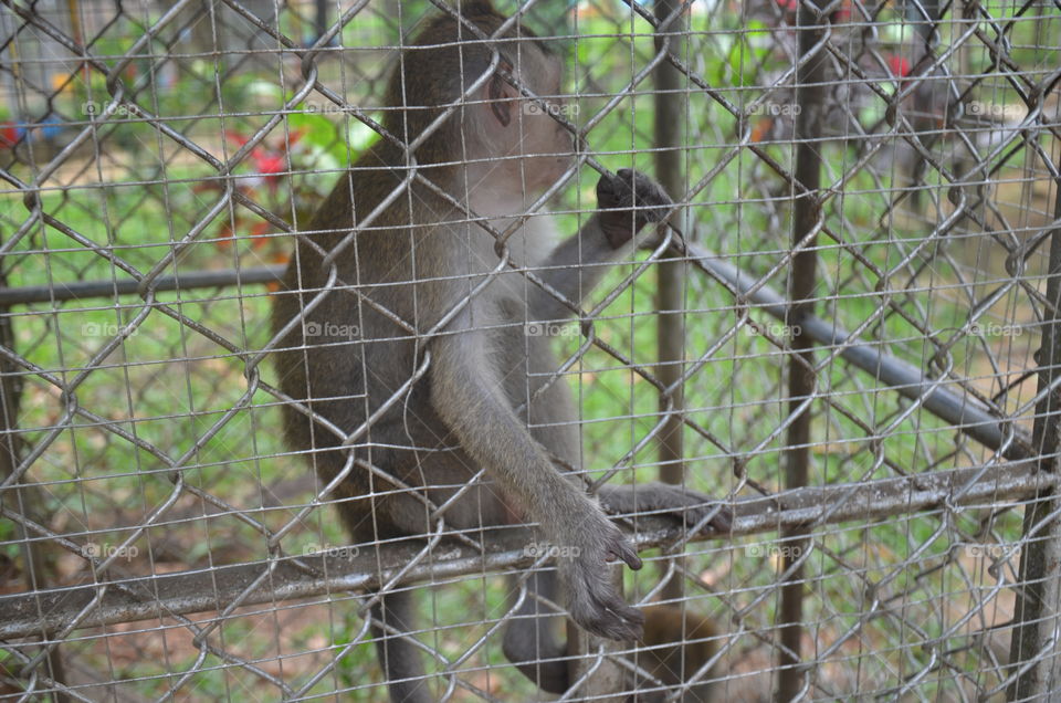 Monkey in Cage
