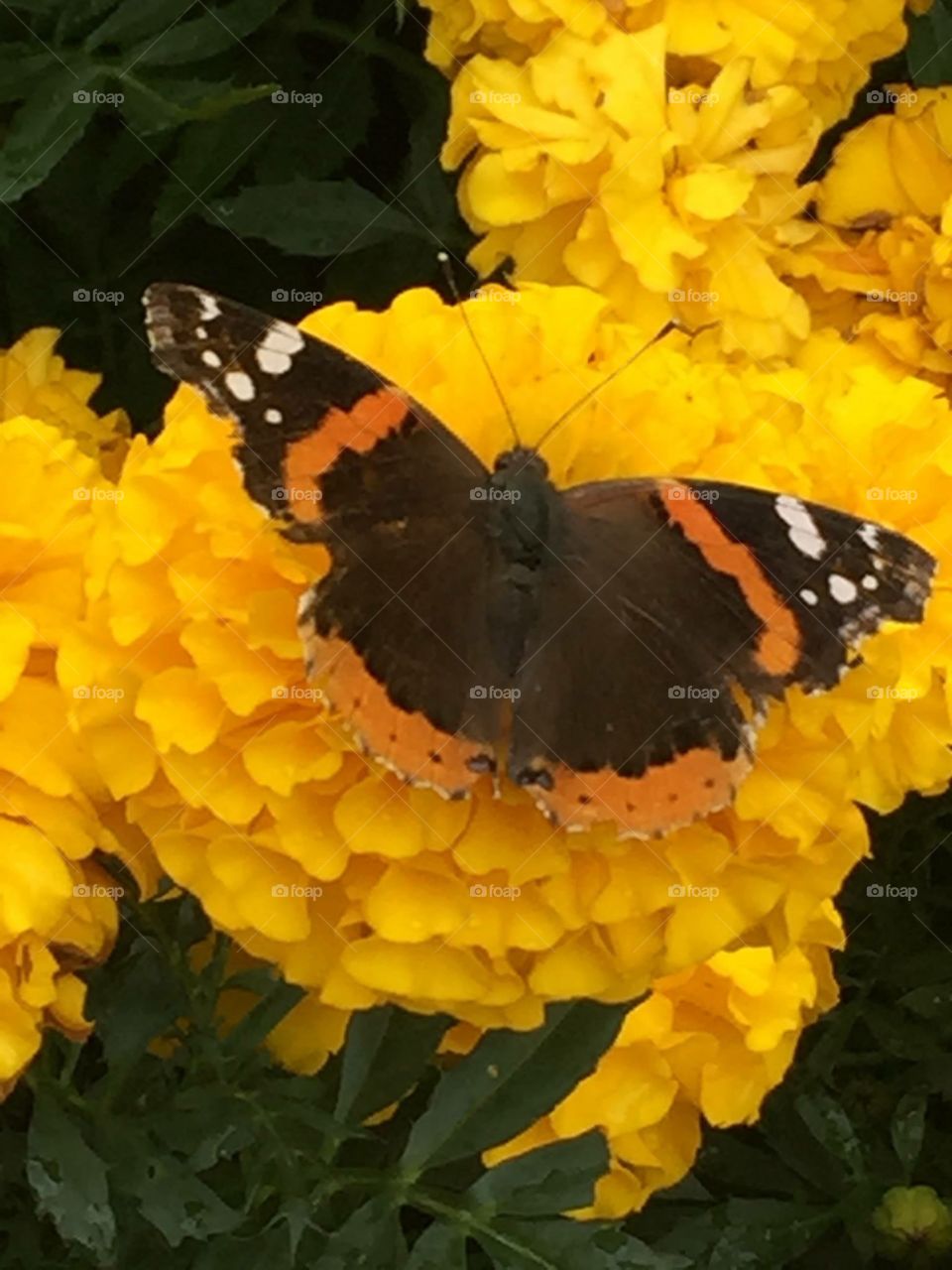 Butterfly monarch 