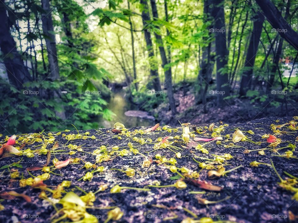 Walking over Bruce Brook in Stratford, CT