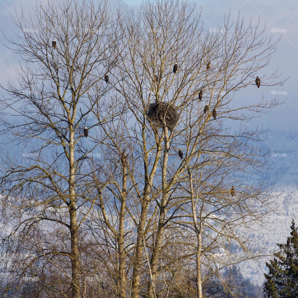 Eagle tree with nest