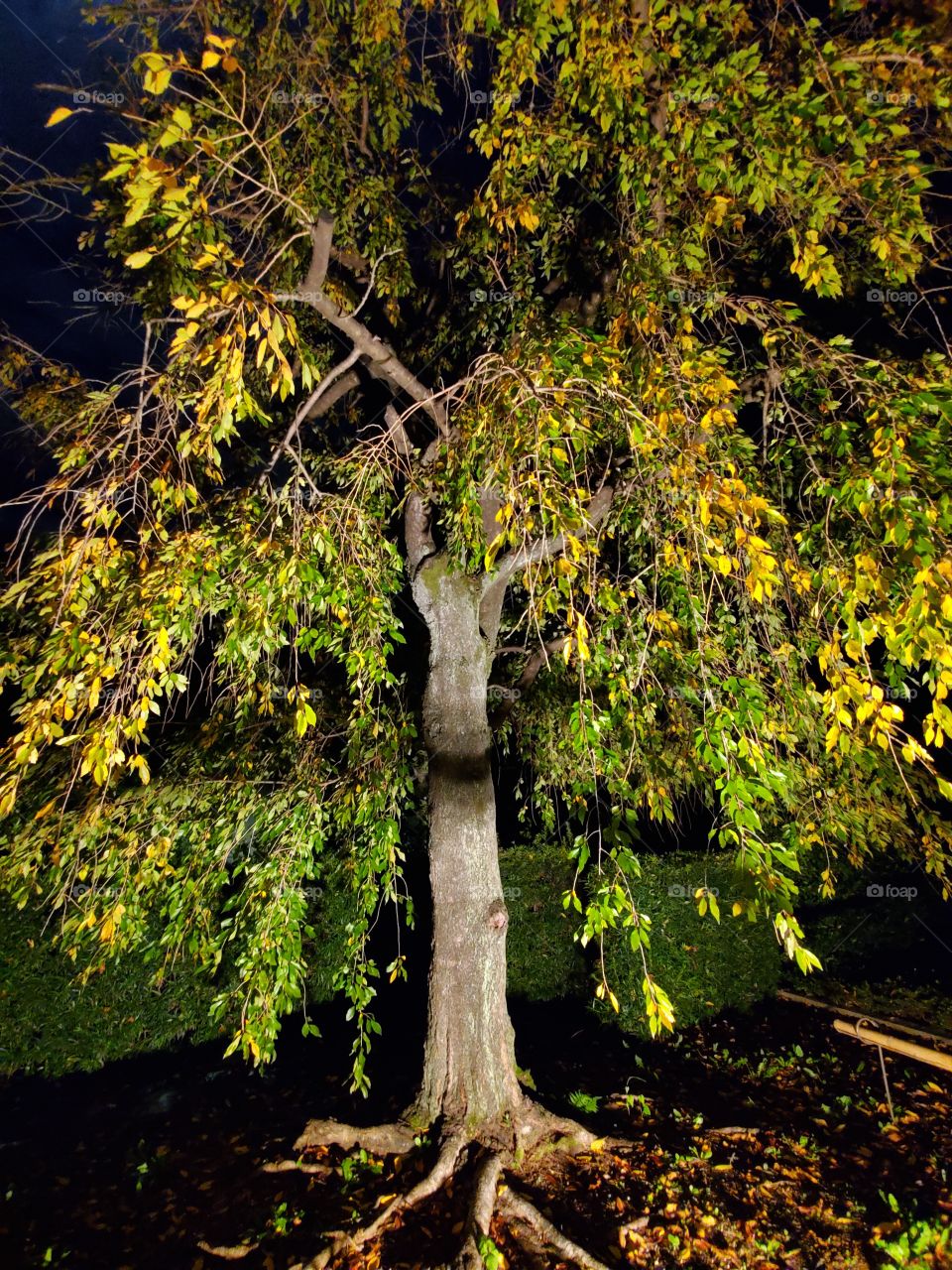 This tree has an amazing glow and would make a great screensaver.