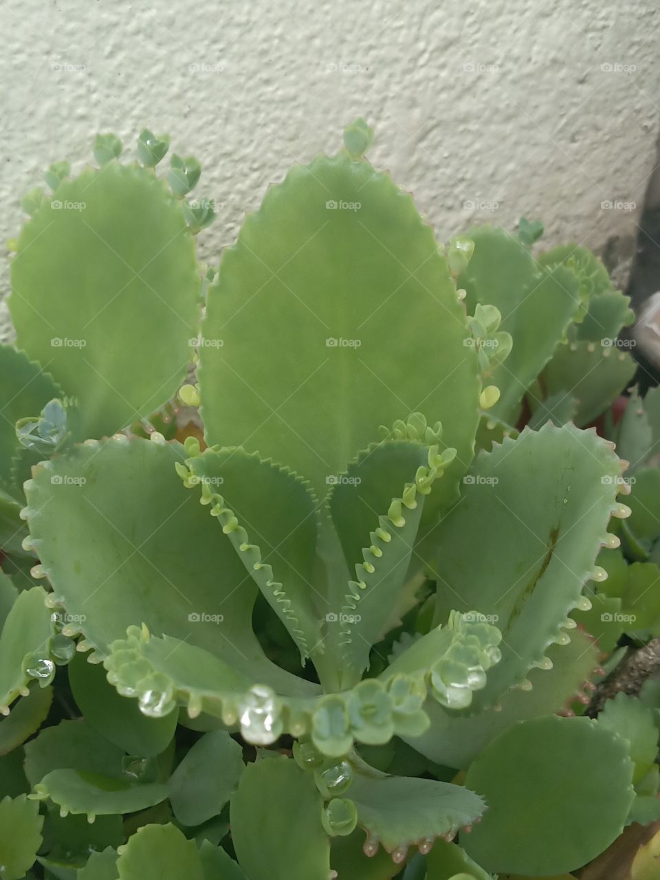 leaf of Life Jamaica