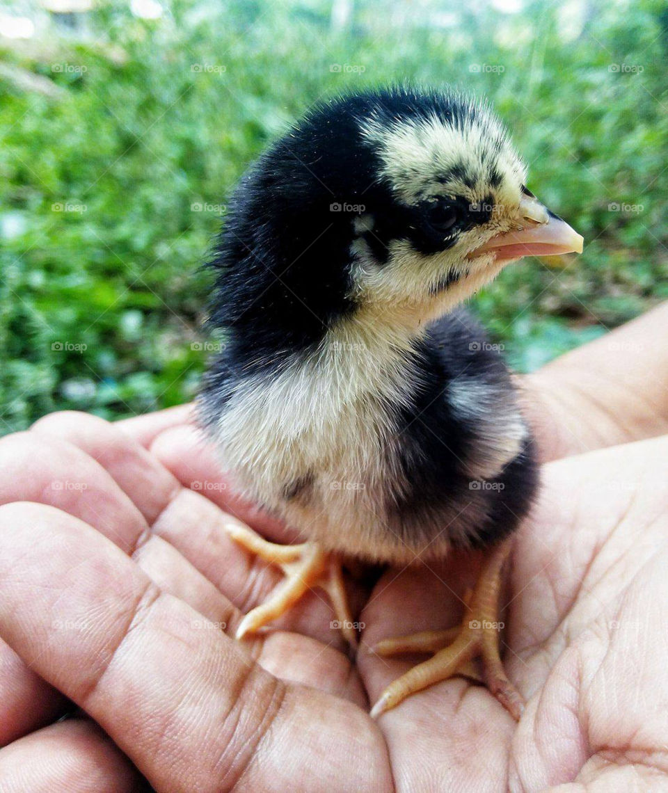 Person's hand holding chick