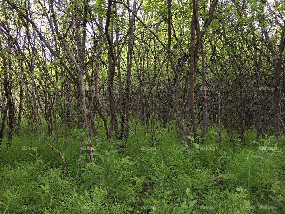 New growth in the woods
I like how the trees emerge from this haze of fresh growth. This shot takes on a different feel when various filters are applied.