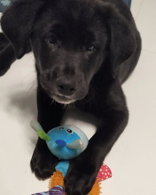 adorable puppy