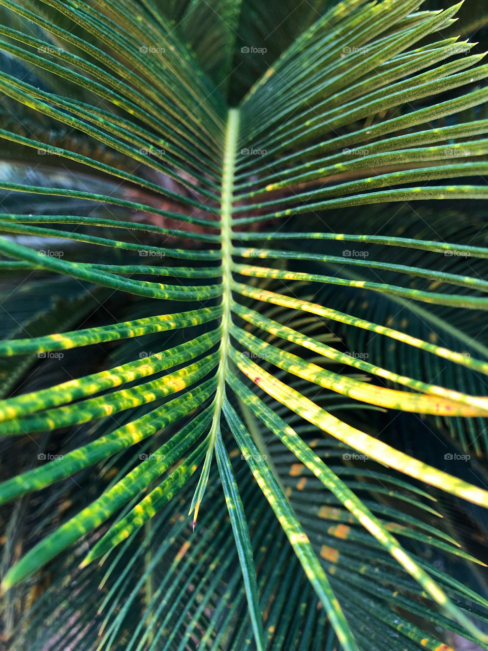 Cycad palms leaf