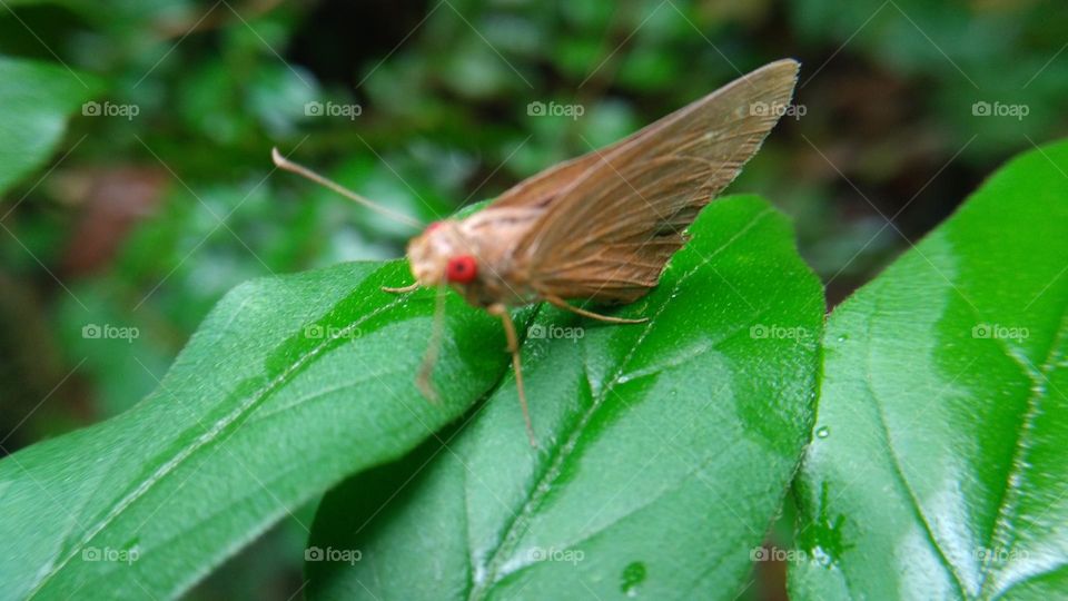 A beautiful butterfly with red eyes perched on a leaf