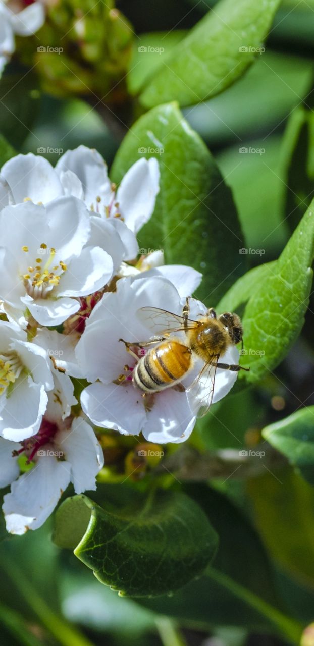 Close up of a hard working bee on a white flower. Australian honey bee.