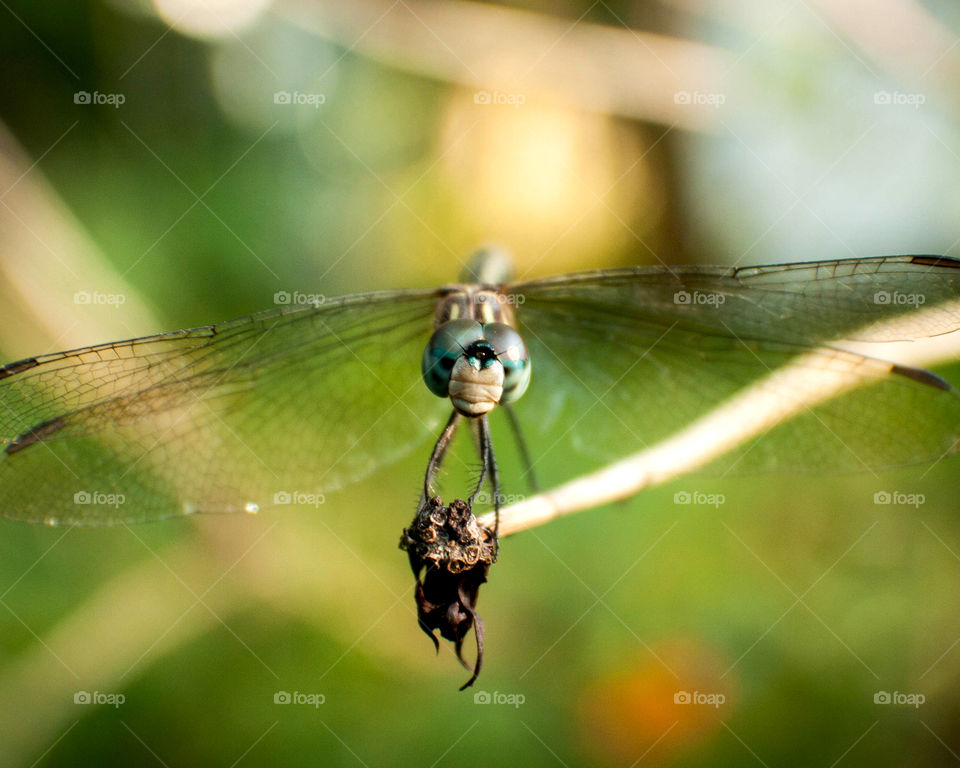 The dragon lands for a hello. 