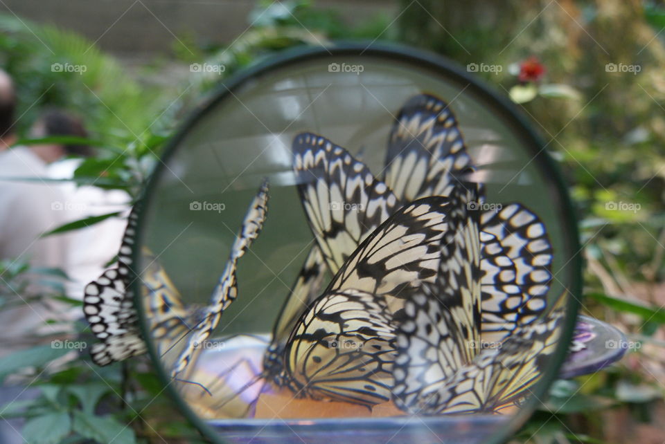 Magnified Butterflies