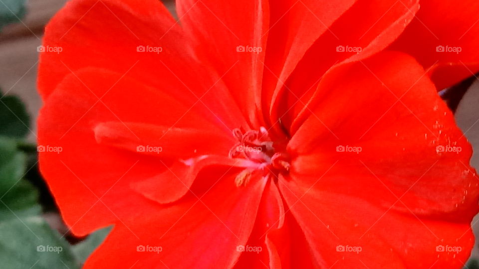geranium red