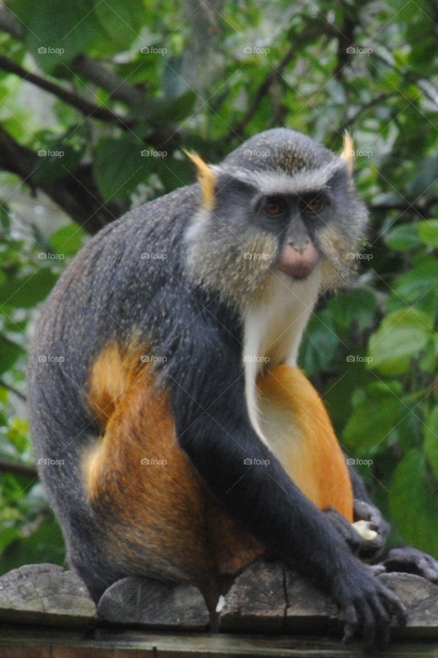 Wolf's Guenon Monkey