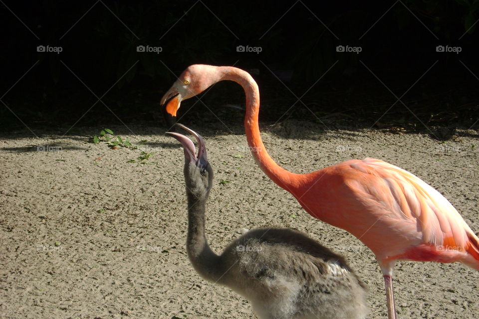 flamingos being fed
