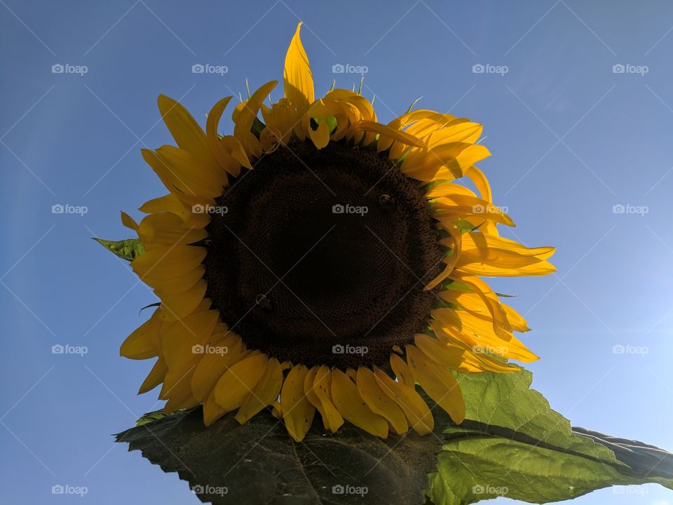 Happy Sunflowers