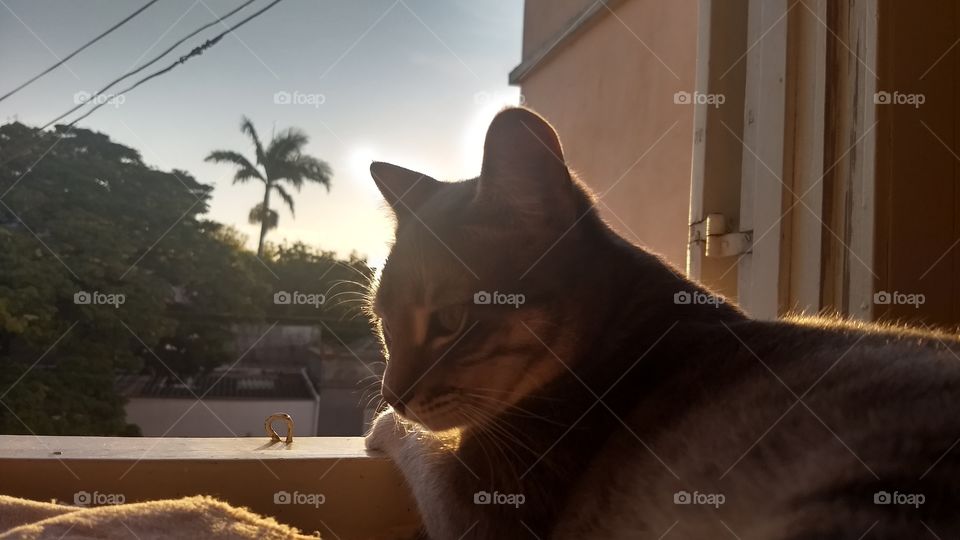 Sun cat