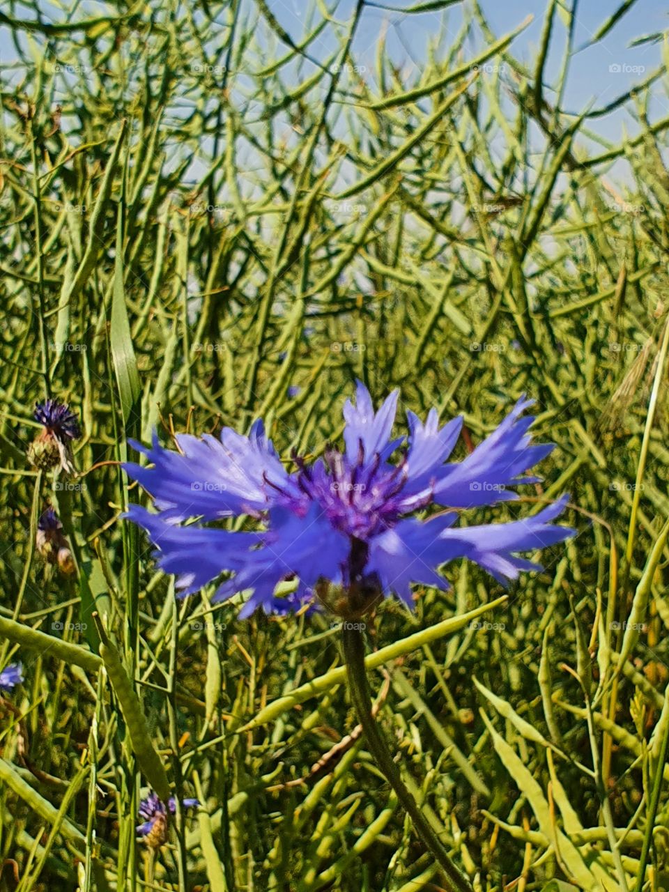corn flower, Kornblume,