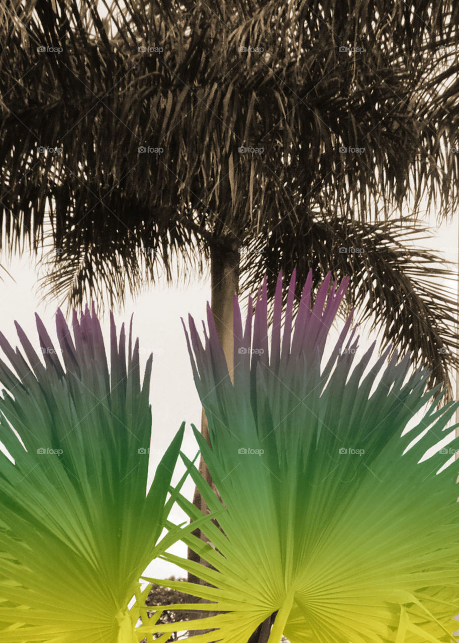 Green Palm. edited picture of palms in my neighborhood