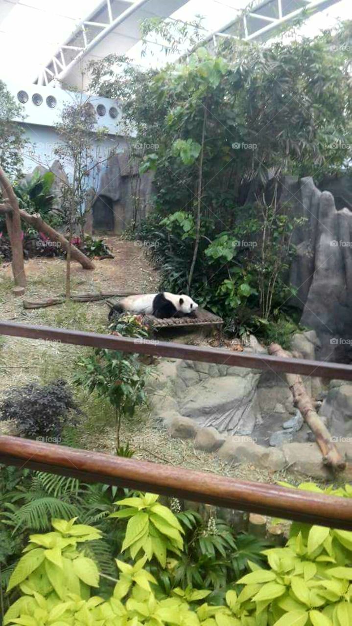 Panda in Singapore zoo.