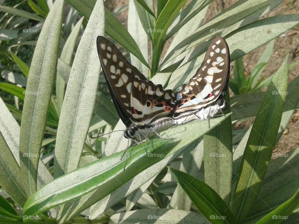 Captured this shot while these beautiful butterflies very matting.🤩✨💖 It is such a beautiful nature shot.🦋